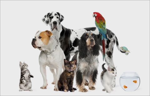 Mascotas