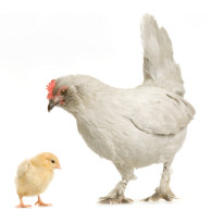 Imagen pollo y gallina