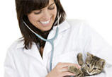 veterinaria con gatito