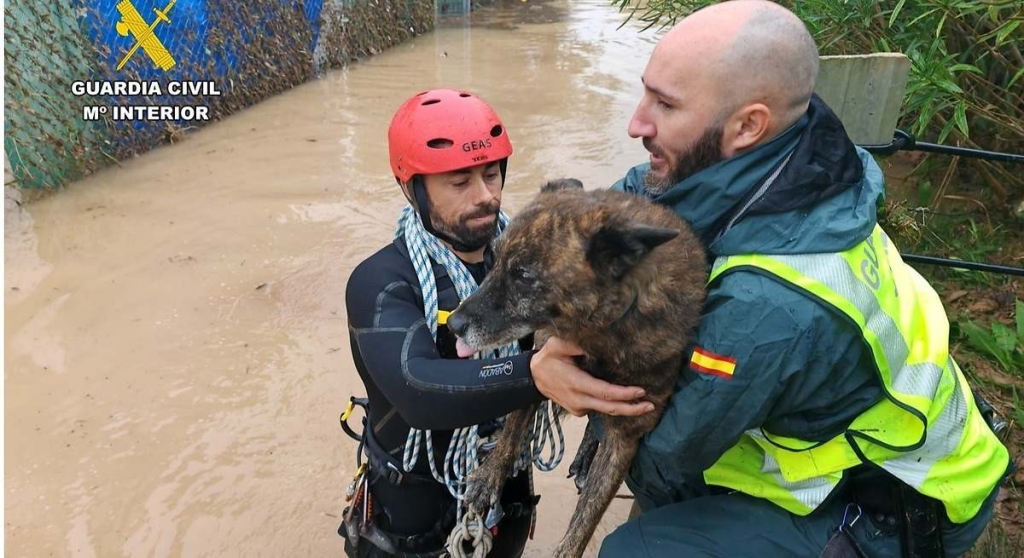 ICOVAL expresa su agradecimiento a todas las personas que han colaborado ante las consecuencias de la DANA Adam