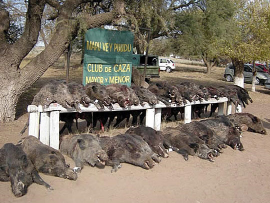Los veterinarios vuelven a cuestionar el control sanitario de la carne de caza