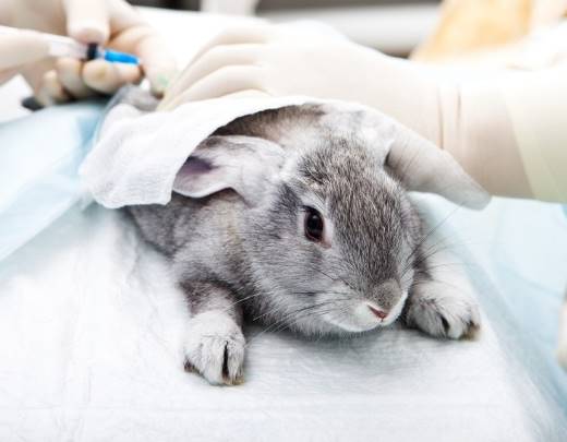 Icoval se suma también al runnig con mascotas y colabora en el