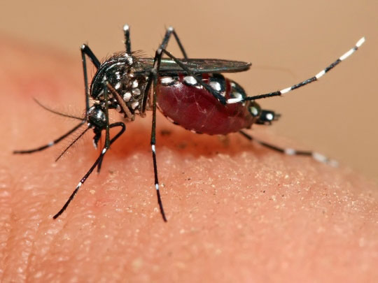Otra vez una enfermedad transmitida por vector, el zika