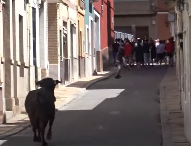 El CVCV sale en defensa del trabajo del veterinario oficial y habilitado en los bous