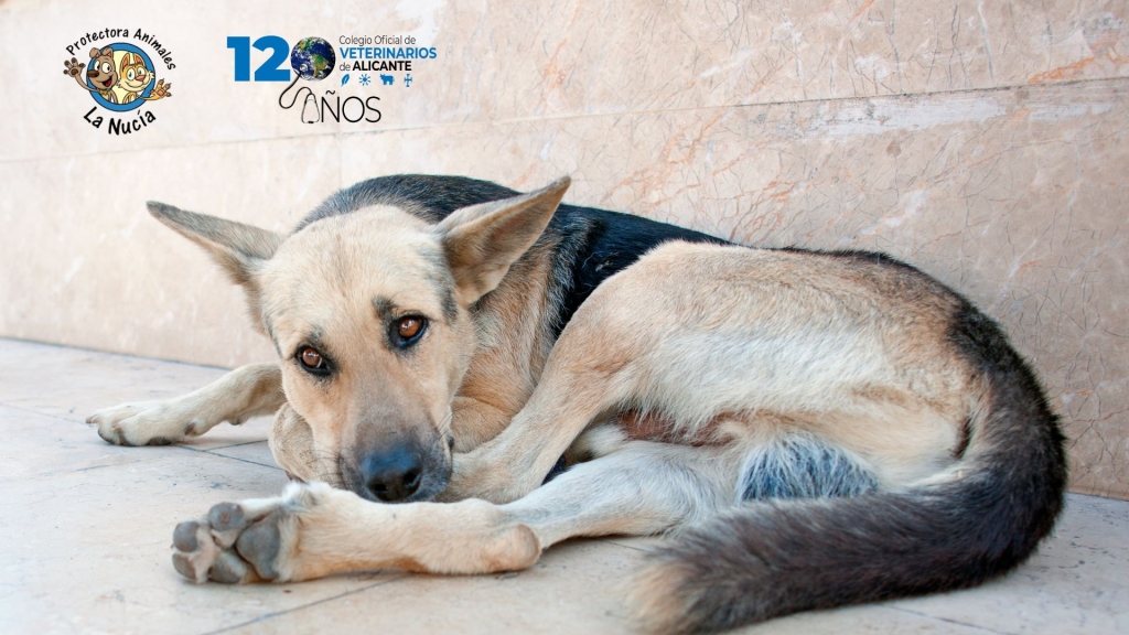 El Colegio de Veterinarios de Alicante lanza una emotiva campaña navideña de concienciación contra el abandono animal