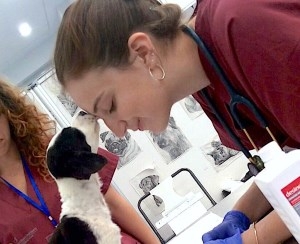 “Odisea” para lograr veterinarios: 3 de cada 4 clínicas  tienen problemas