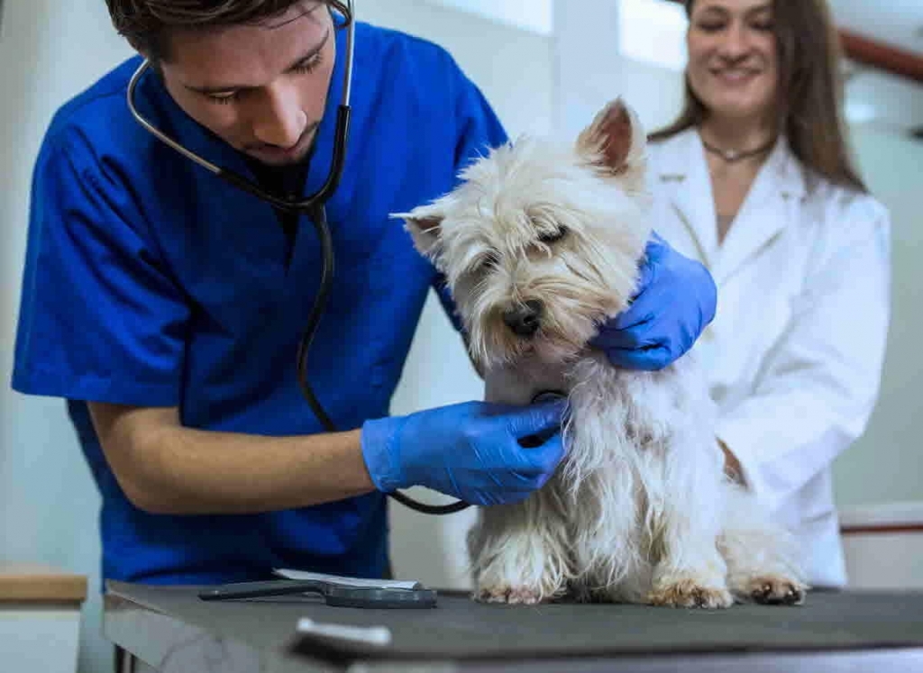 La OCV insta a situar la mejora de las condiciones laborales entre las prioridades inmediatas de la profesión veterinaria ante la fase decisiva del III Convenio Colectivo