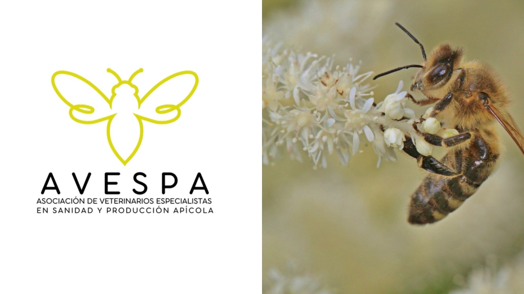 Los veterinarios ponen el foco en Tropilaelaps, una de las principales amenazas emergentes para las abejas