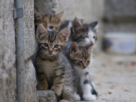 El Colegio de Veterinarios estima que este año se llegará a unos 10.000 gatos esterilizados gracias a los planes de la Diputación