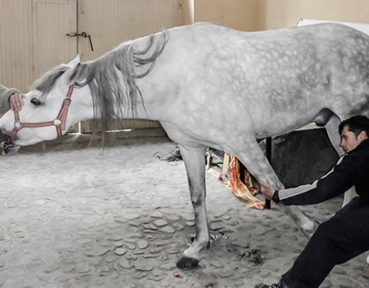 El CGCVE 'marca raya' a los fisioterapeutas: sólo el veterinario actúa en salud animal