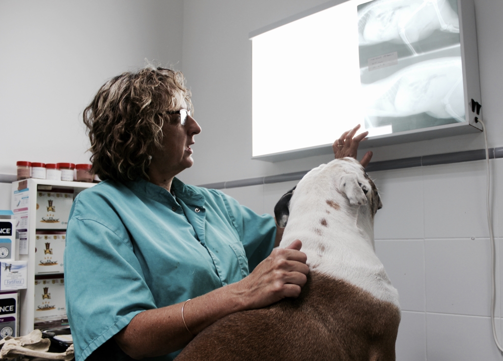 El CVCV reitera que el proyecto de Ontinyent de una tercera facultad de Veterinaria pública contribuirá a “precarizar” la profesión 