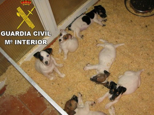 Tres detenidos en Alicante por una red de venta on line de cachorros con documentación falsificada