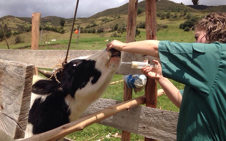 El CVCV alega para acotar la responsabilidad y dar un contrato al veterinario de explotación