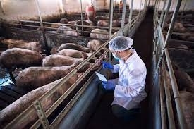 El CVCV reclama que el RD sobre control oficial  del bienestar animal dé voz a los veterinarios