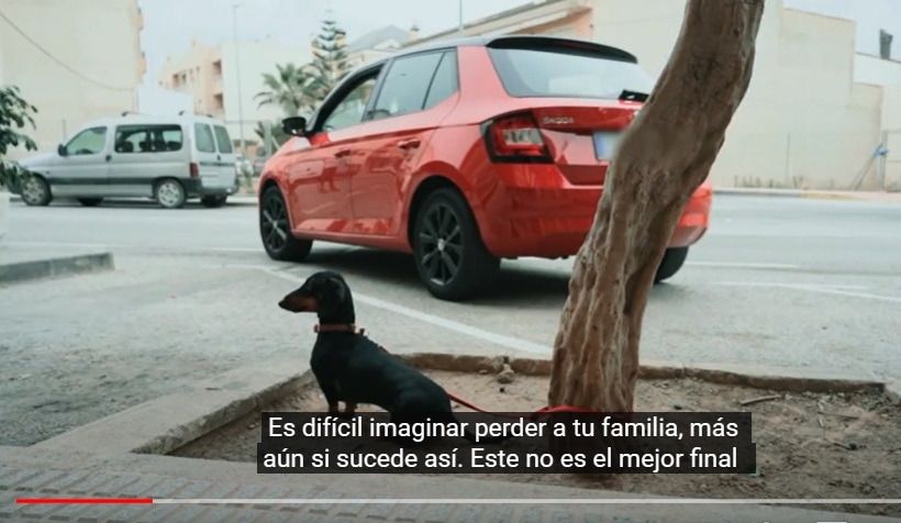 “Tener un perro/gato es una opción, abandonarlo no”, nuevo mensaje lanzado por Icoval para esta Navidad