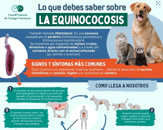 El CVCV continúa su campaña sobre la equinococosis