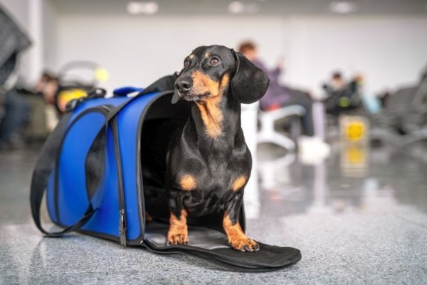 ¿Qué es el sistema CEXGAN2?, es la clave para viajar con perro