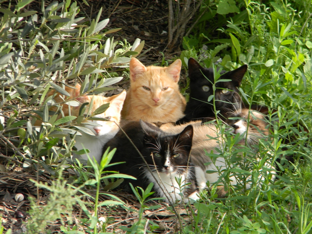 La Diputación de Alicante mejora un 22% la ayuda por gato hembra y macho esterilizado