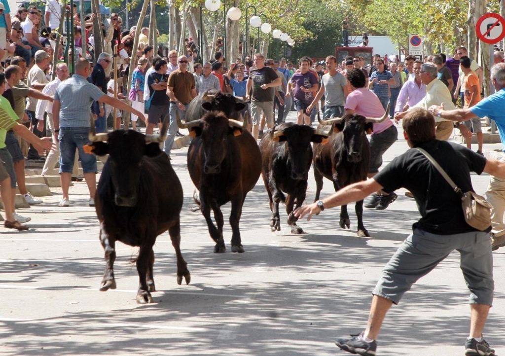 El CVCV detalla de nuevo cuáles serían las funciones del veterinario en los bous