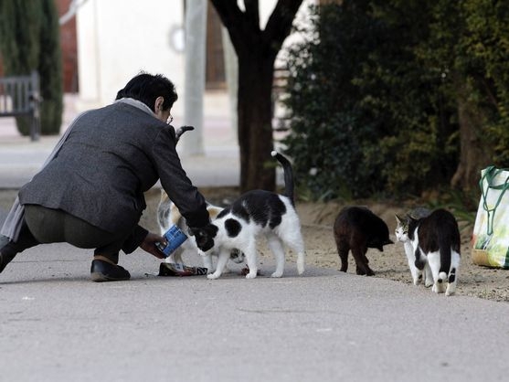 ¿Són los gatos una amenaza para la salud pública y el ecosistema?