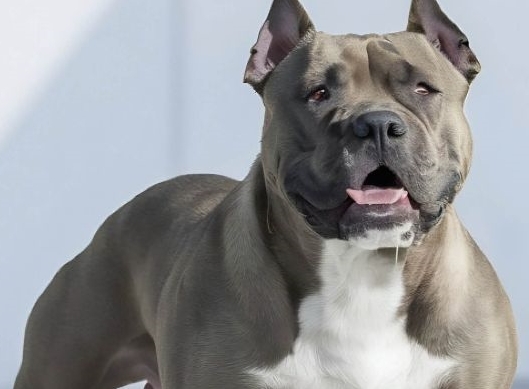 El American Bully debe registrarse como PPP