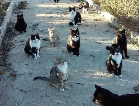 La Diputación de Alicante seguirá dotando de 250.000 euros al Plan de Esterilización Felino