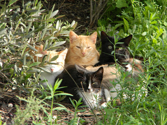 La Diputación y el Colegio de Veterinarios acometen la campaña de control de gatos abandonados más ambiciosa realizada en España