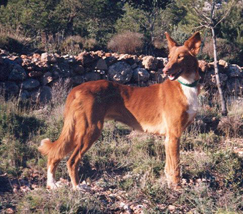 Agricultura reconoce al gos coniller valencià como raza cazadora autóctona y define sus principales rasgos