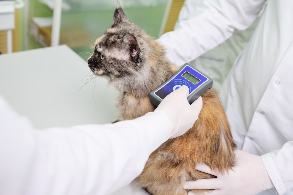 El CVCV advierte que la identificación obligatoria de gatos y hurones es imprescindible para frenar el abandono 