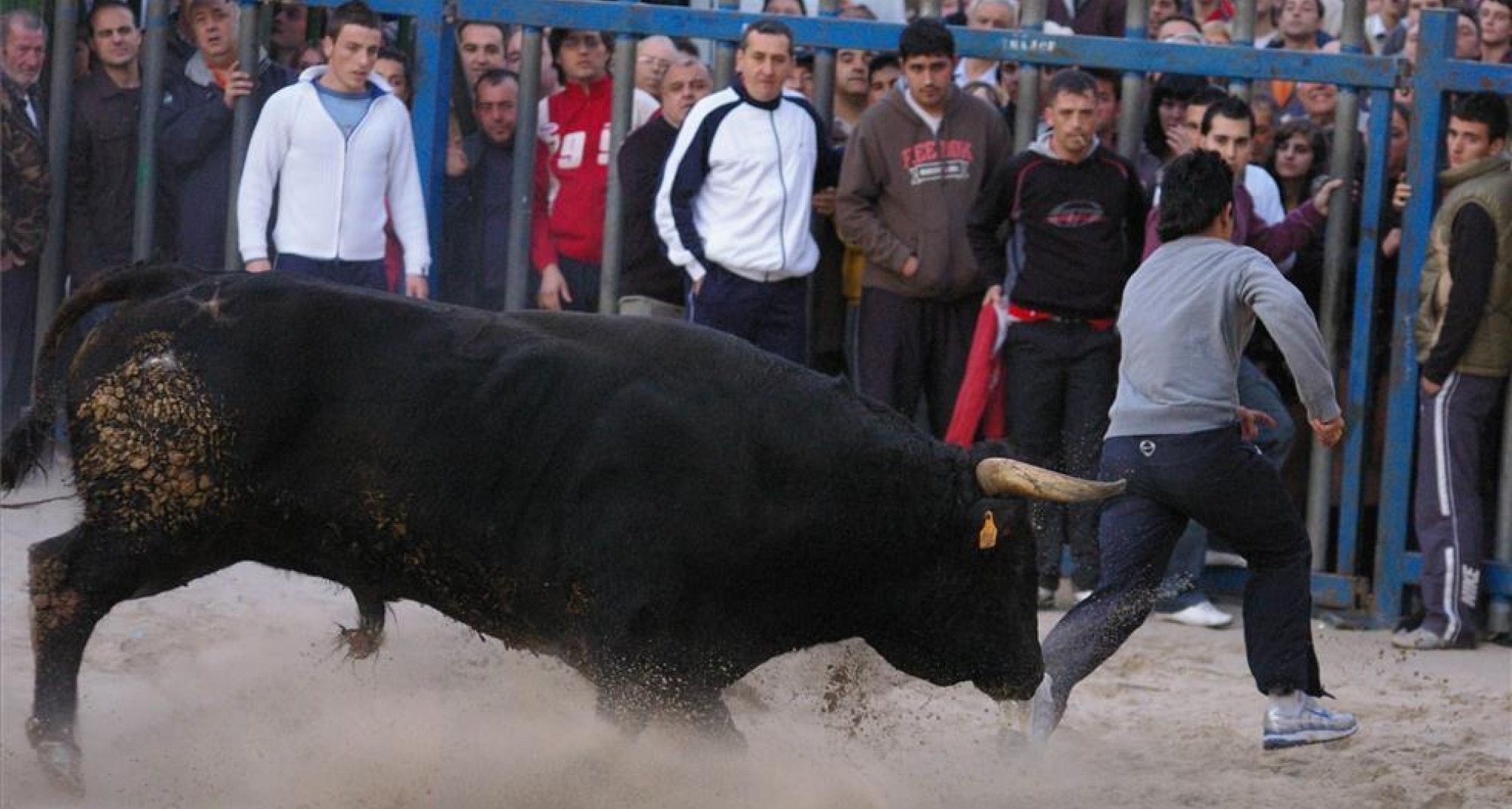 El CVCV confía en que el nuevo Consell cumpla su compromiso e integre al veterinario en los bous al carrer