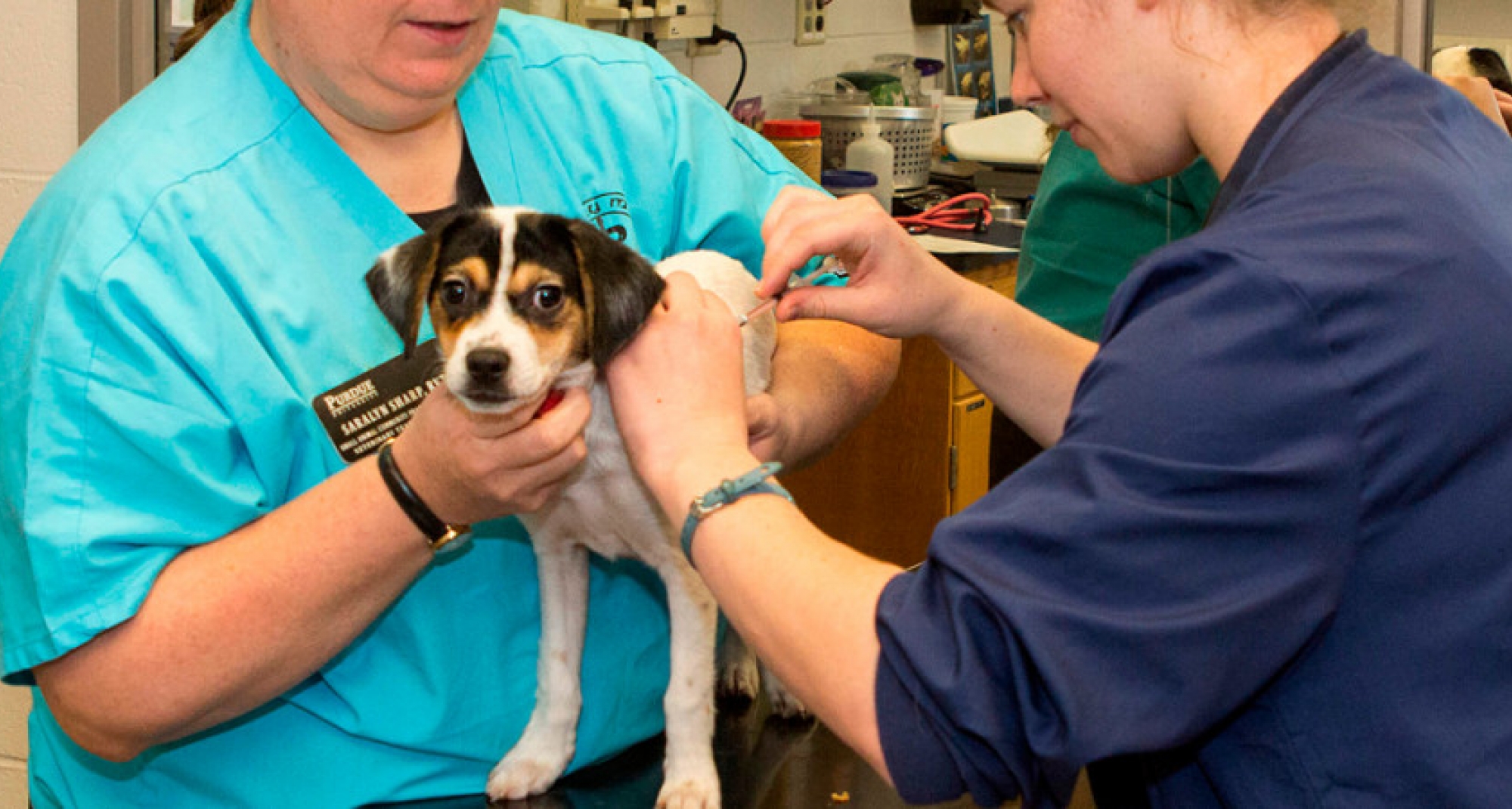 Icoval promueve más acciones para reforzar la imagen sanitaria de los veterinarios