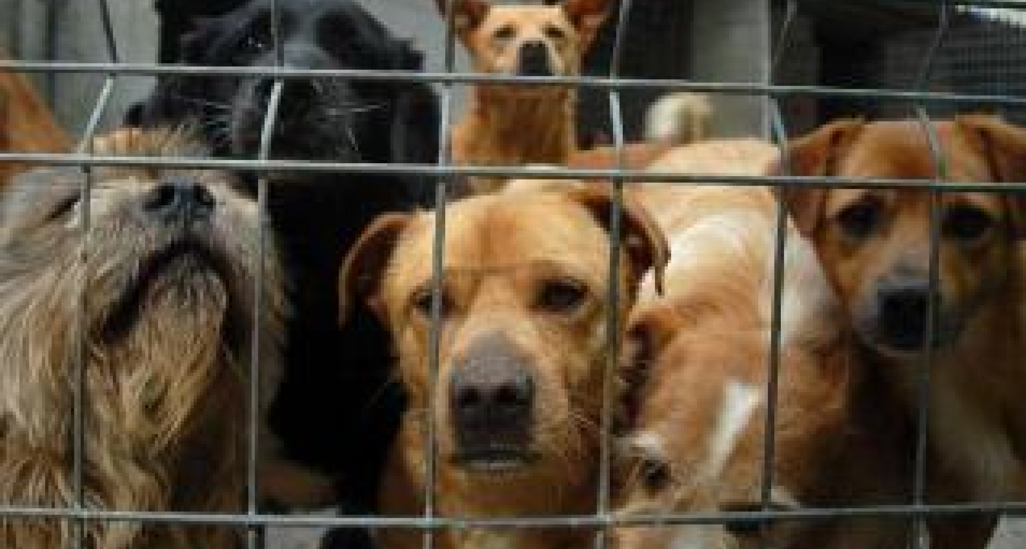 Un estudio calcula que los perros no identificados cuestan 2 millones a las protectoras de 38 municipios de Cataluña