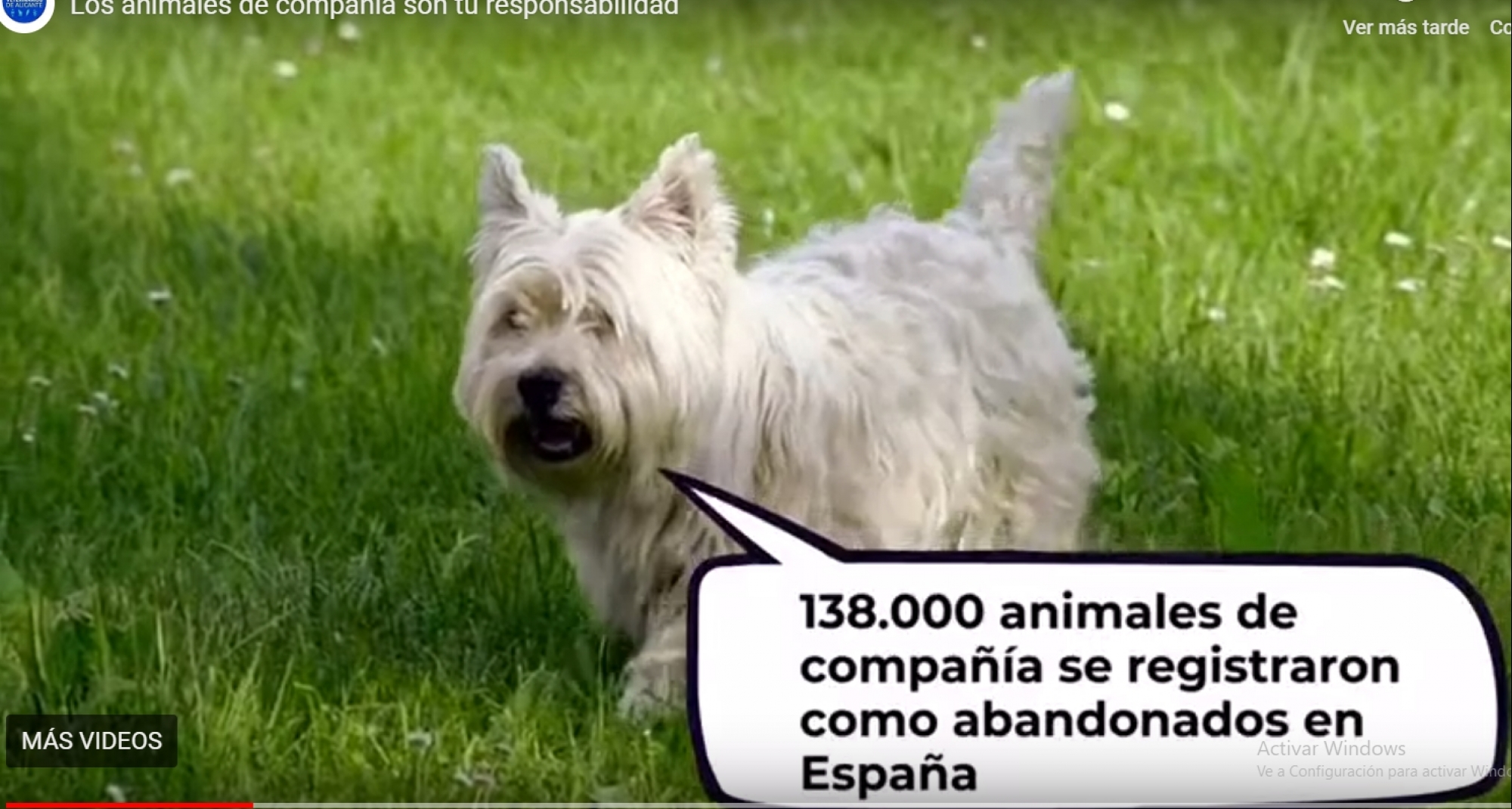 Campaña estival contra el abandono de Icoval