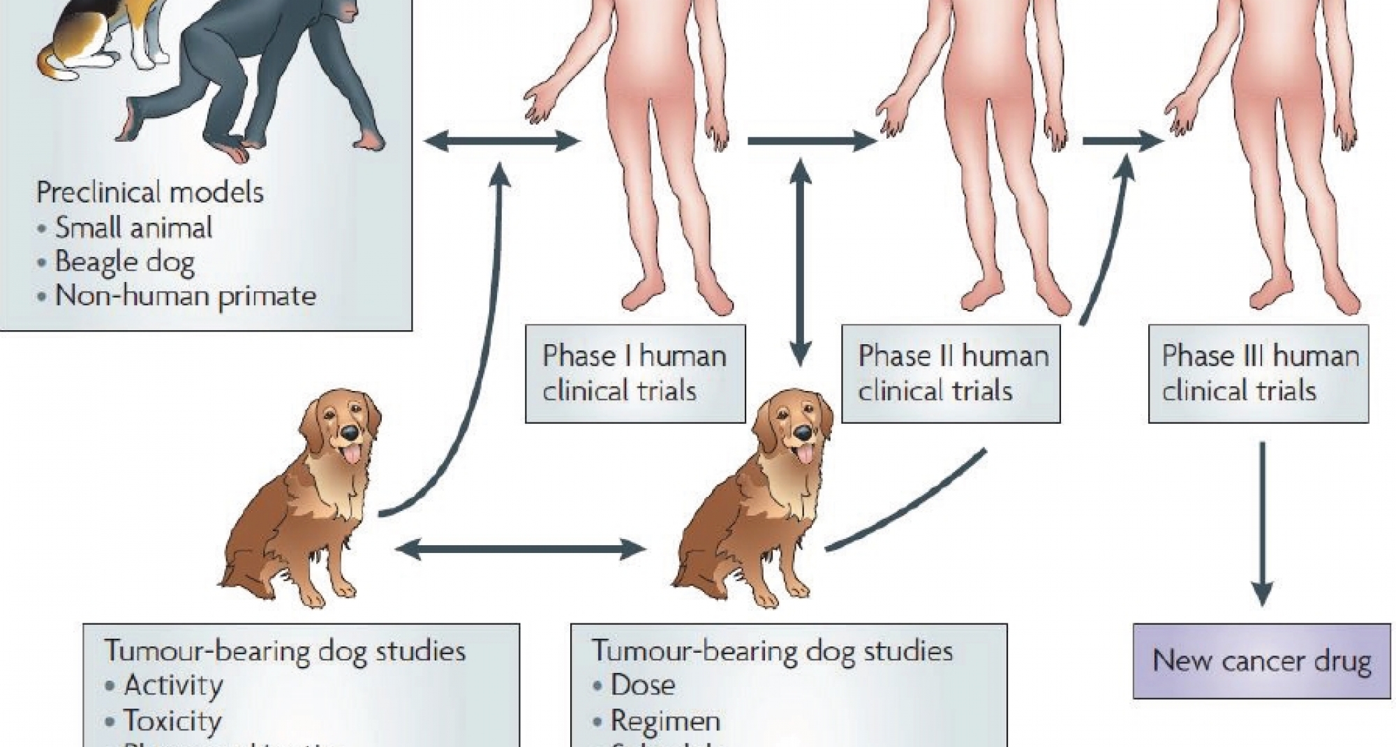 Icoval promueve para Alicante un pionero proyecto sobre oncología comparativa