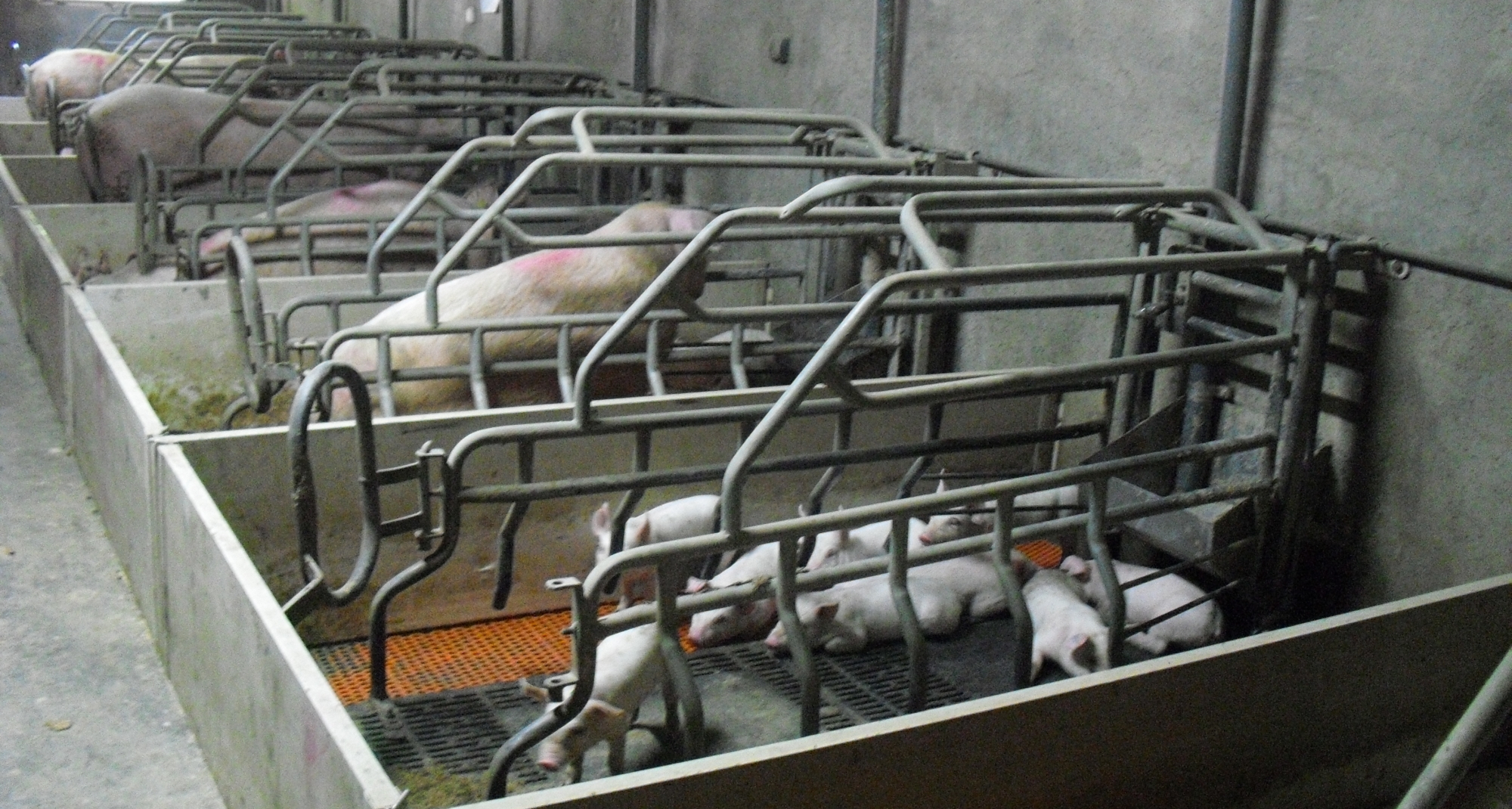 El RD de ordenación del sector porcino  crea la figura del veterinario de granja