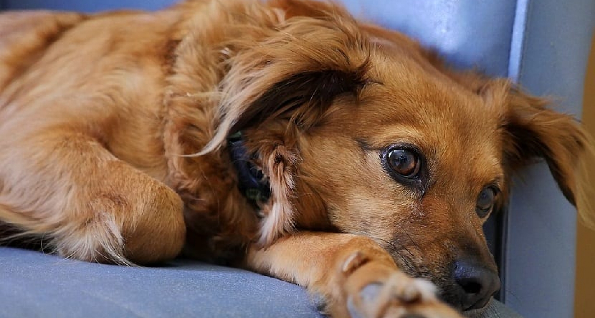 Portugal crea un censo de animales con cáncer, un proyecto similar al propuesto por Icoval para Alicante