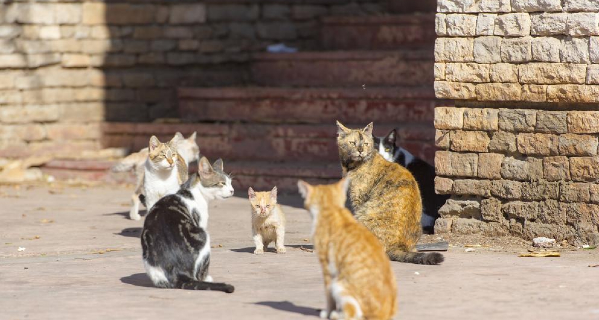 La Diputación mantiene la dotación para el  V Plan de Esterilización Felina de Alicante