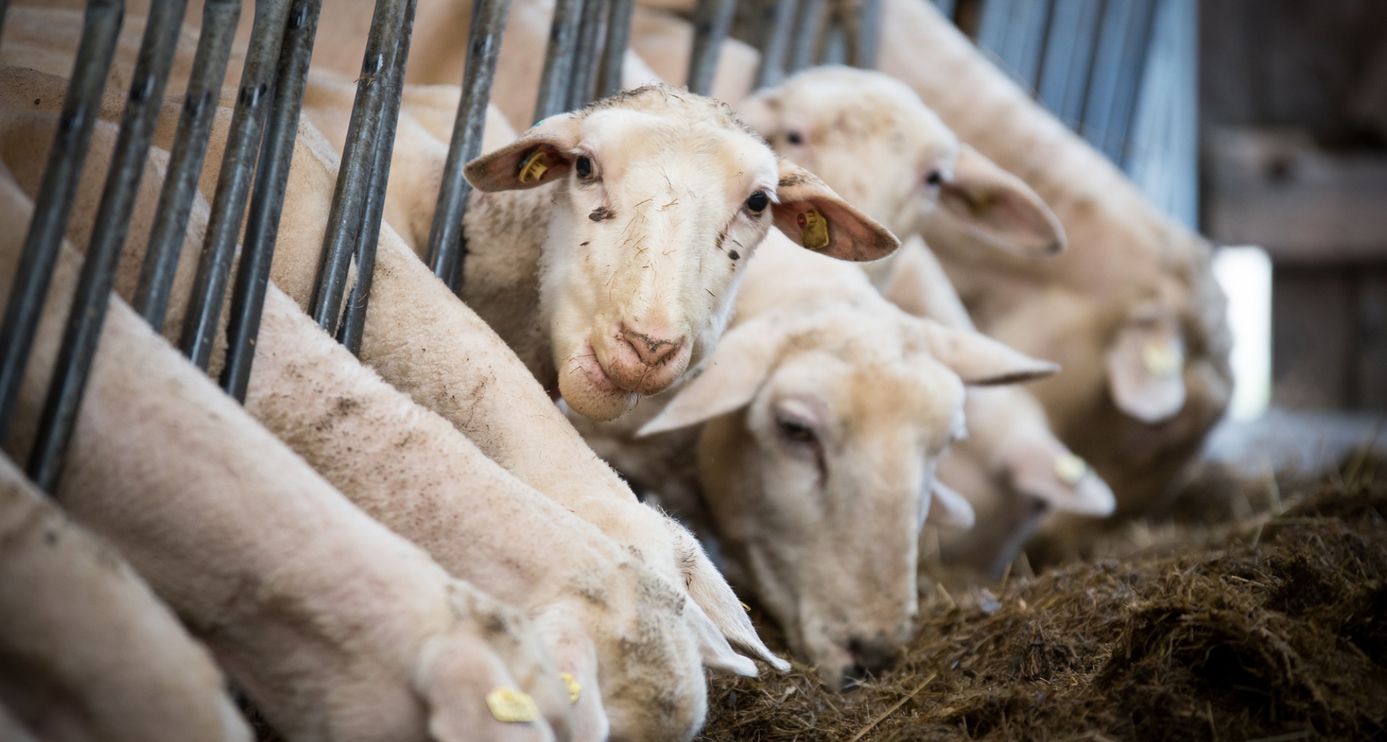 Agricultura accede a la petición del CVCV y aplaza a septiembre algunos saneamientos