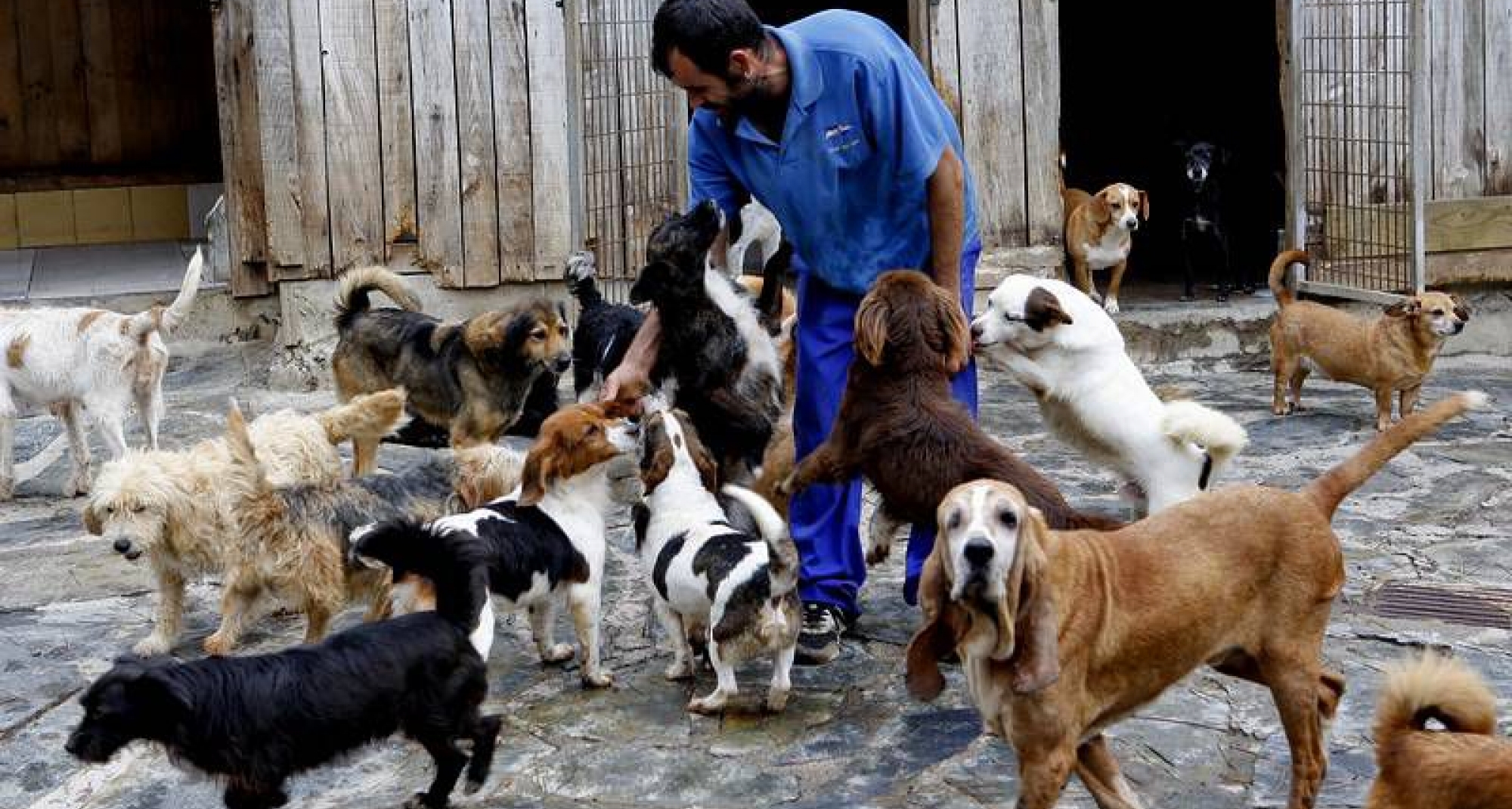 El CVCV pone en valor el rol del veterinario en sus alegaciones al RD de núcleos zoológicos