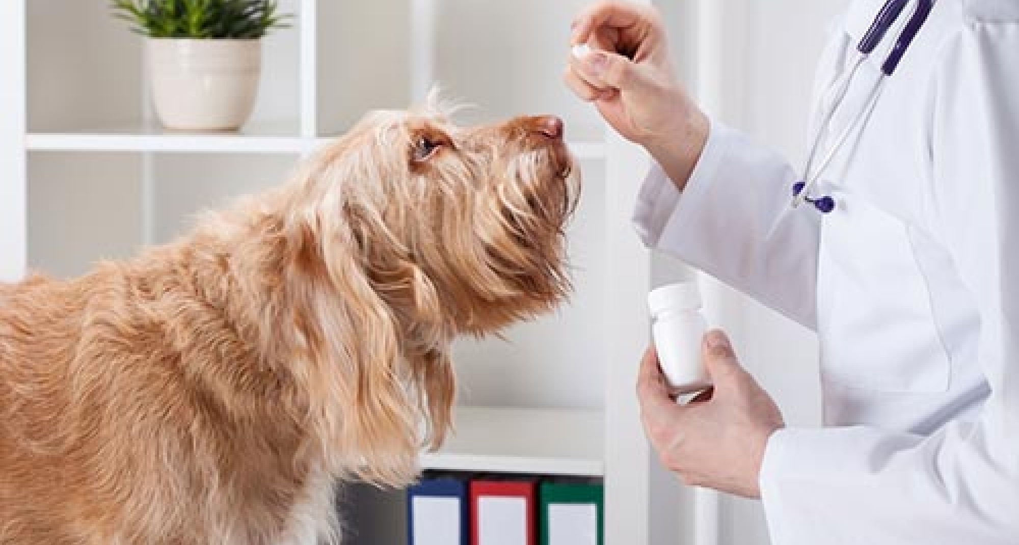 Varios estudios acreditan que desparasitar no solo beneficia a las mascotas, es un acto de salud pública