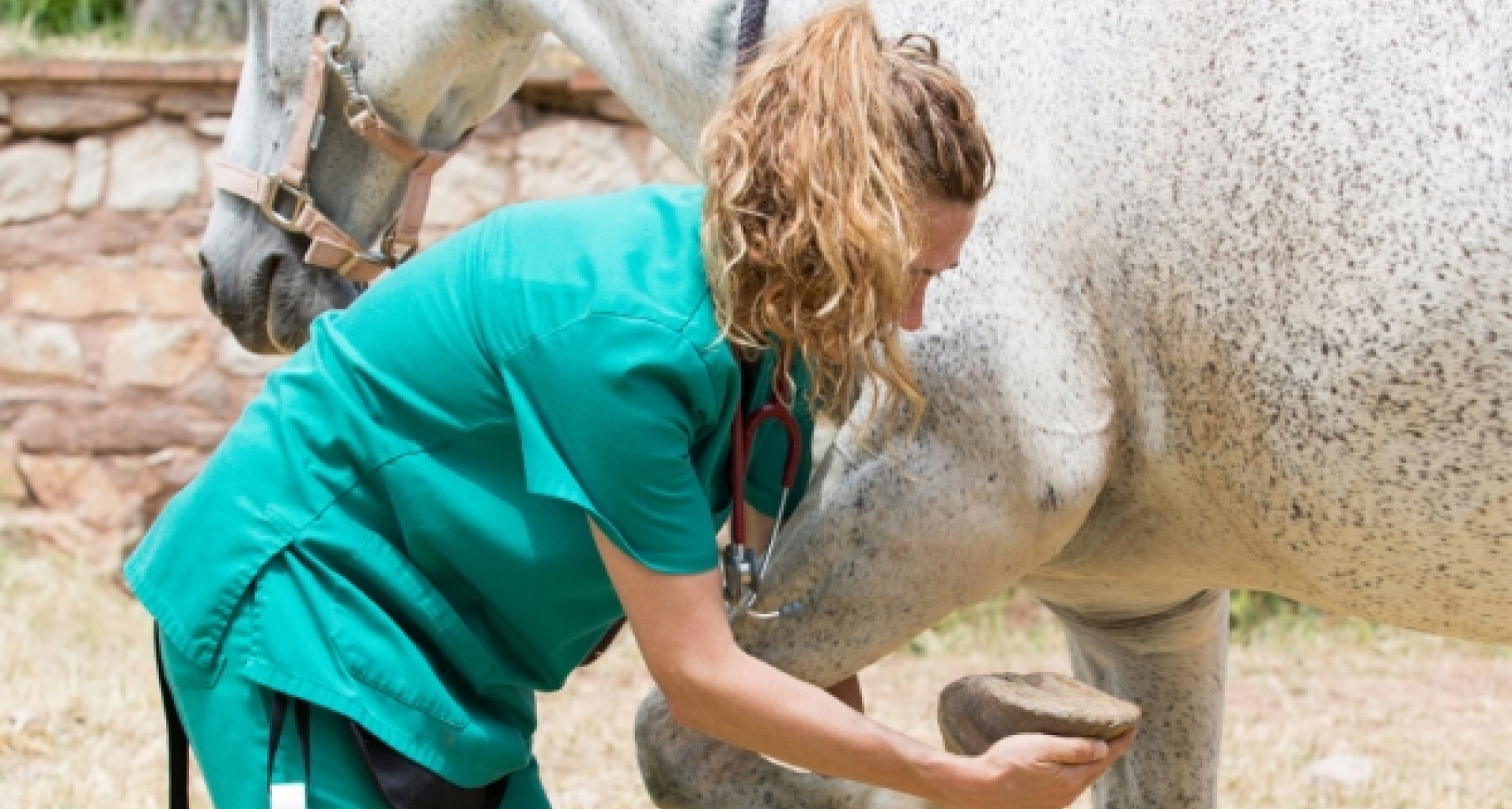 El Consejo de Estado confirma la exclusividad en sanidad animal del veterinario frente a los ‘fisios’