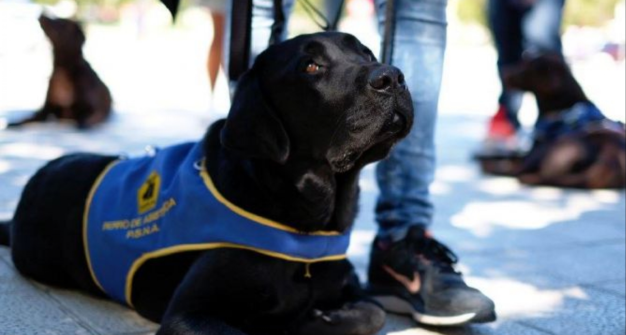 El CVCV actualiza  el registro de perros de asistencia  en el RIVIA