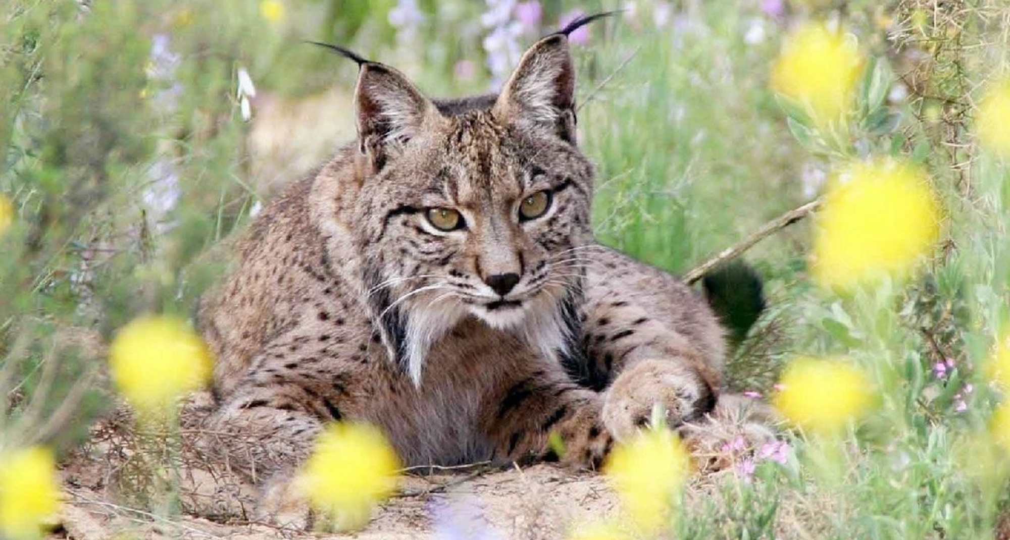 Veterinarios del CEU estudian parajes valencianos donde reintroducir al lince