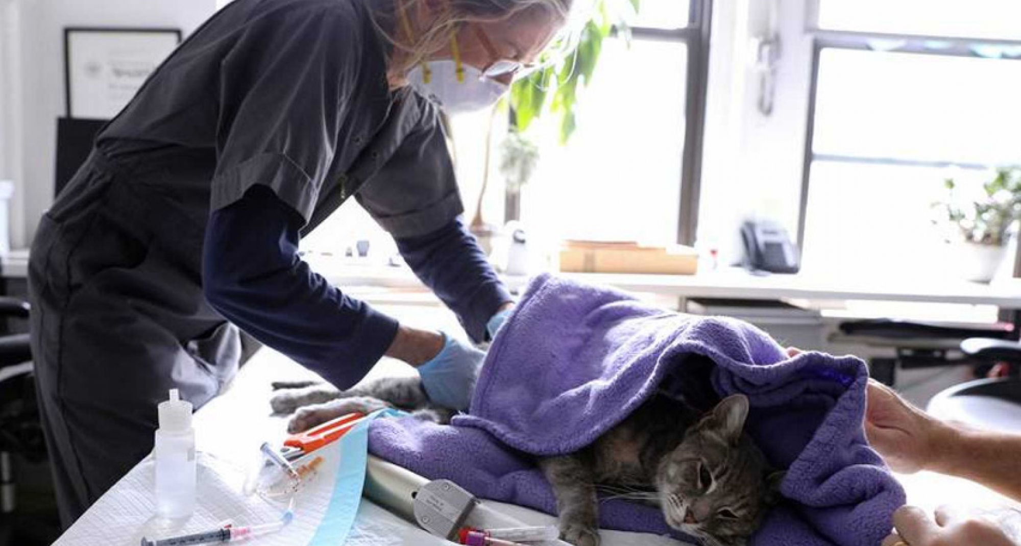 El CVCV edita una ‘Guía de actuación frente a la Covid-19 para el veterinario’