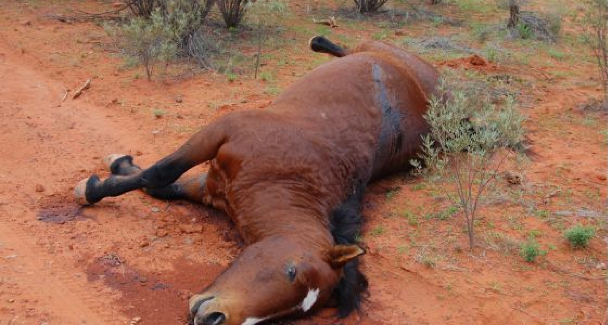El CVCV recuerda las condiciones del protocolo  en vigor para la recogida de cadáveres de equinos