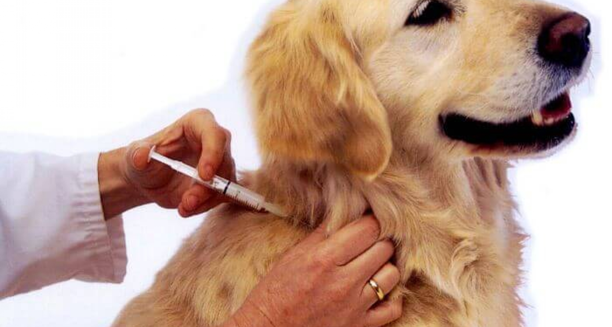 Icoval logra hacer firme la condena a una auxiliar que prescribía y vacunaba perros