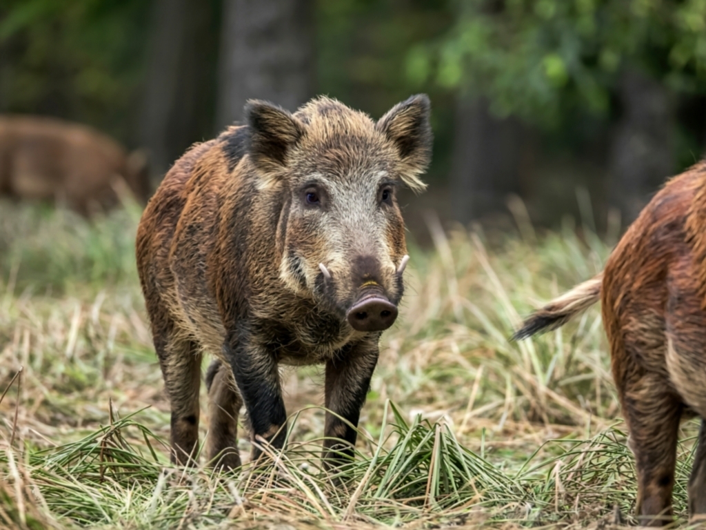 Sanitat renovará el convenio con el CVCV para realizar los test de triquina a la carne de jabalí procedente de caza y de matanza domiciliaria para consumo privado