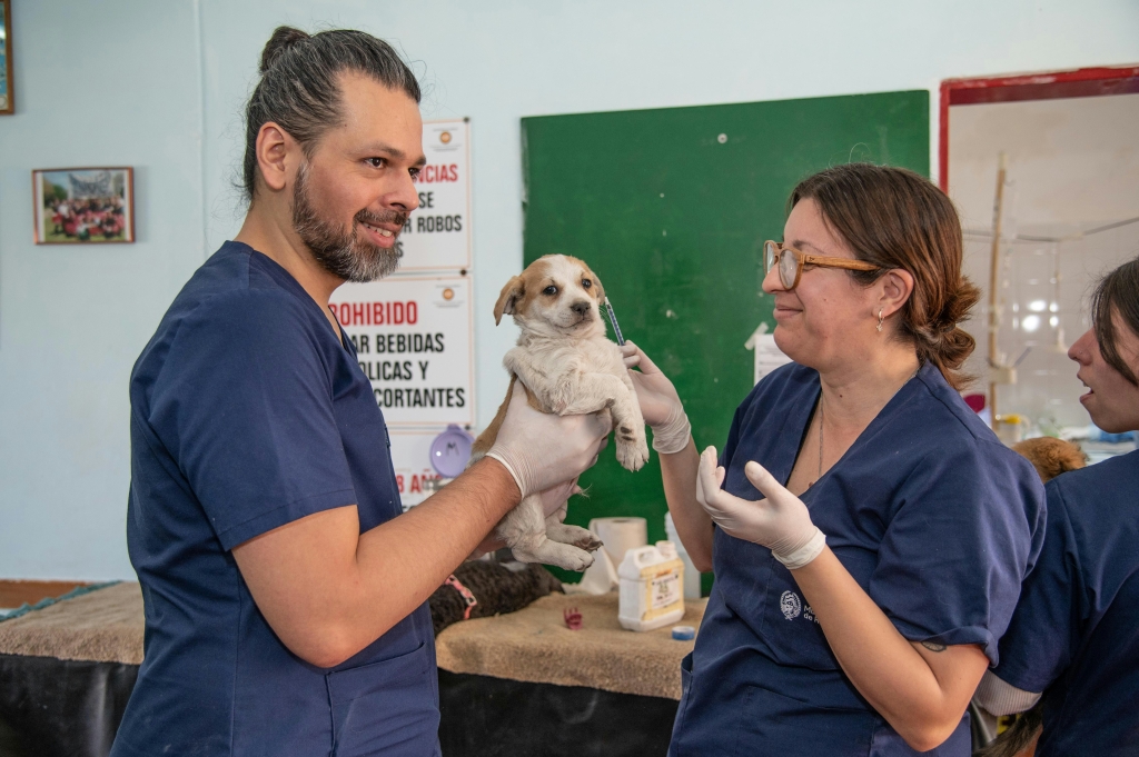 La asistencia clínica veterinaria contará por primera vez con una titulación oficial