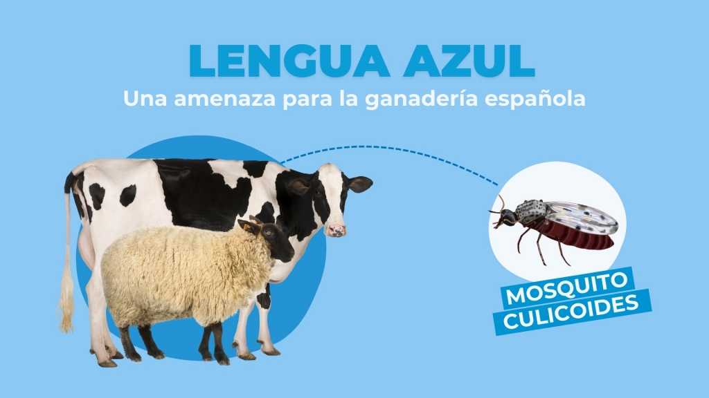 Lengua azul: brotes en nuevas provincias, mientras Alicante refuerza la alerta preventiva