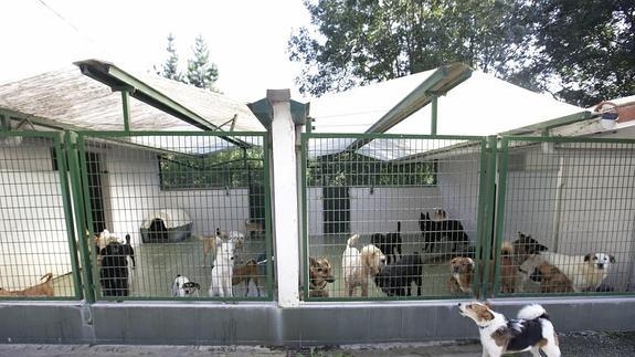 Alegaciones del CVCV para delimitar la responsabilidad del veterinario en los núcleos zoológicos
